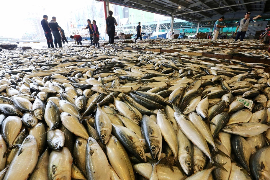 Busan Cooperative Fish Market